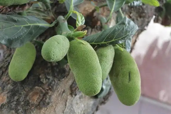 Artocarpus heterophyllus ICRAFF_11314