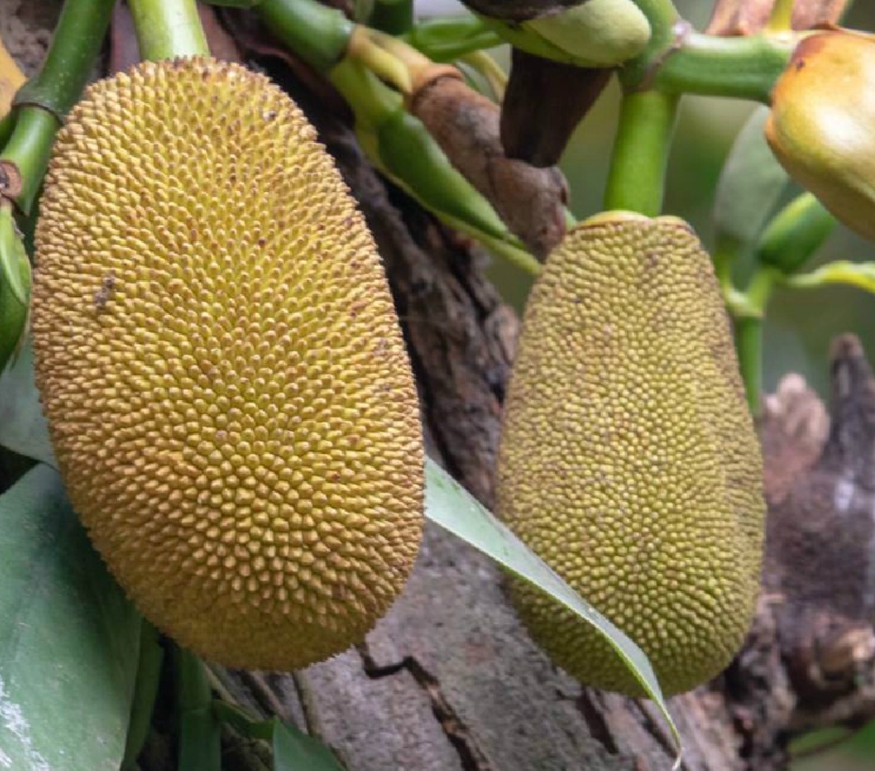 Artocarpus heterophyllus S10