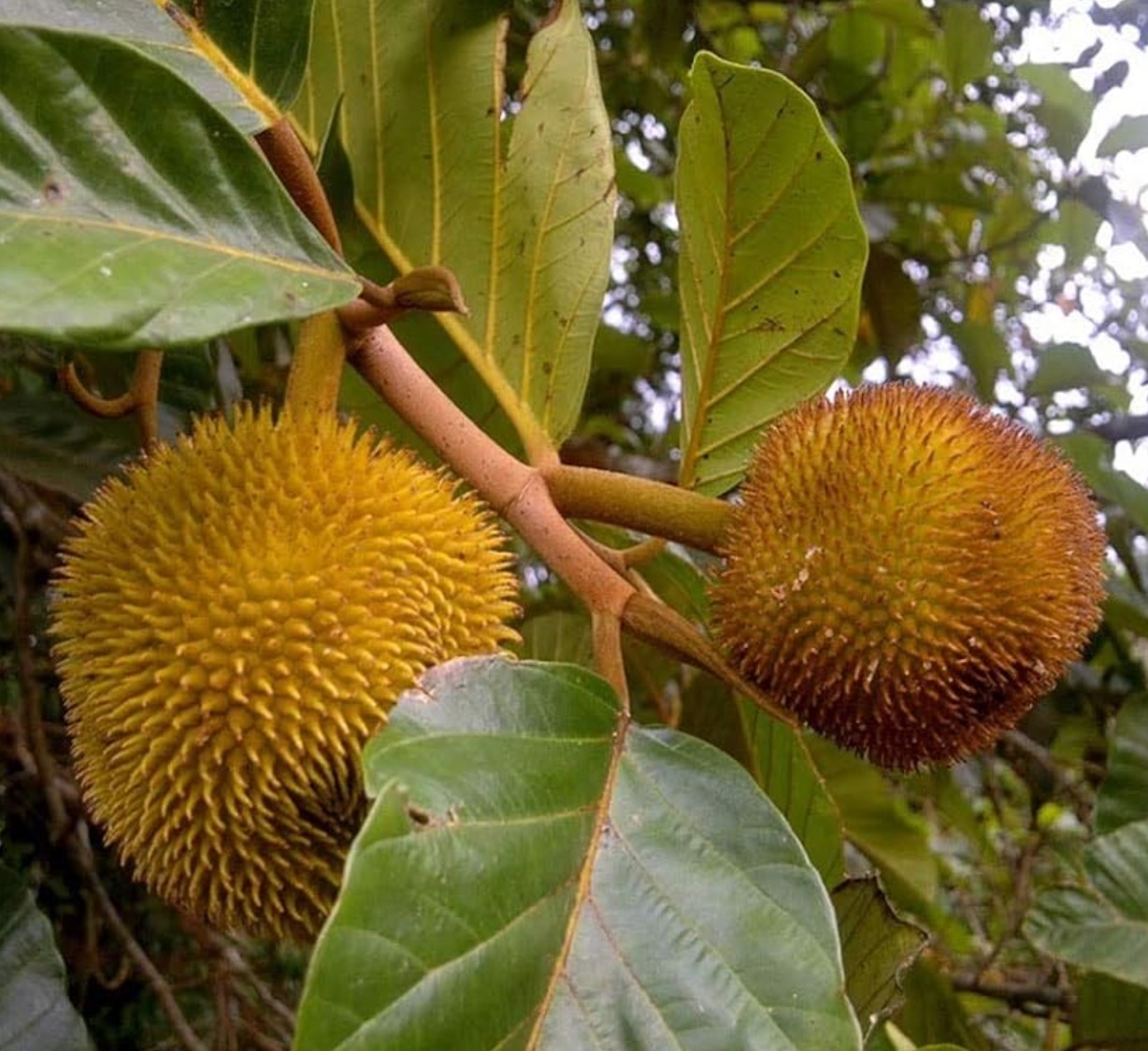Artocarpus hirsutus CAMOHE01